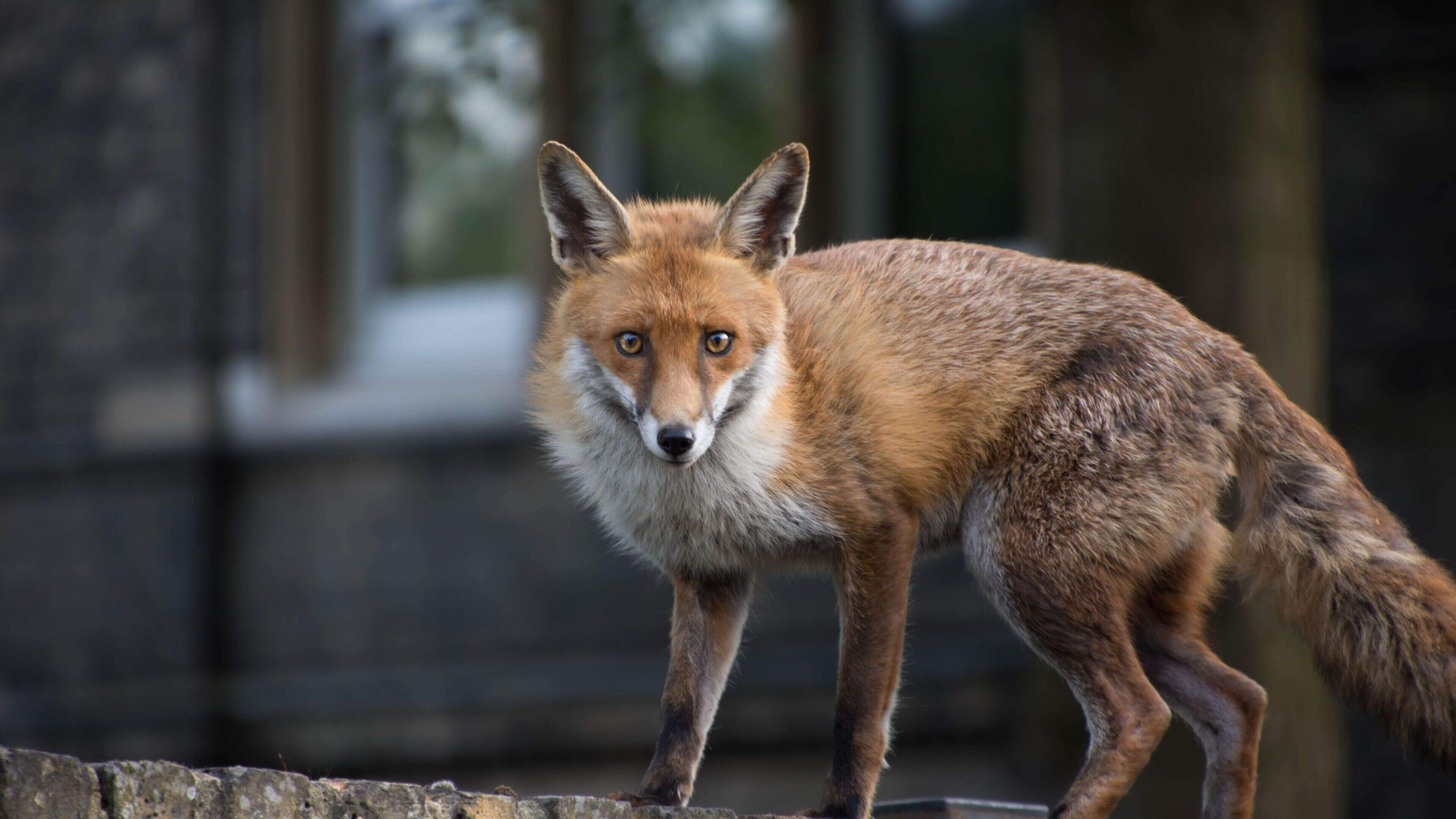 Noticing nature: 'Biology and biodiversity are parts of daily life